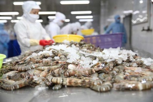 Thực thi EVFTA: Xuất khẩu tôm sang EU tăng gần 16% 
