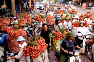 Sắp diễn ra Ngày hội trái cây Lục Ngạn lần thứ nhất