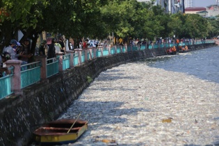 Hà Nội công bố nguyên nhân chính thức làm cá chết tại Hồ Tây và Hồ Linh Đàm