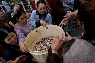 Hà Nội tăng cường quản lý việc phóng sinh các sinh vật ngoại lai xâm hại, bao gồm cá chim trắng