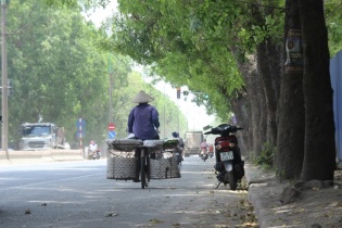 Hà Nội bác tin chặt hạ 1.300 cây xà cừ để mở rộng đường Phạm Văn Đồng