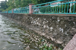 Cá lại chết bất thường tại Hồ Tây
