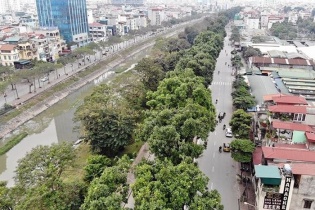 Hà Nội sẽ trồng bù 1.100 cây bóng mát sau khi chặt gần 500 cây trên đường Láng