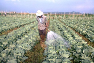 Mỗi năm Việt Nam nhập khẩu 100.000 tấn thuốc bảo vệ thực vật