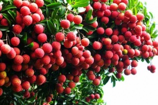 Vải thiều xuất khẩu được miễn phí kiểm dịch