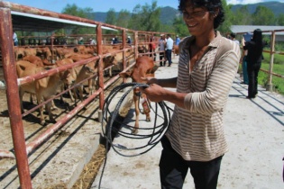 Ngân hàng tặng 370 con bò cho các hộ khó khăn