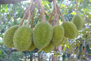 Nông nghiệp Việt Nam: Chỉ còn trái trên cao, khó hái