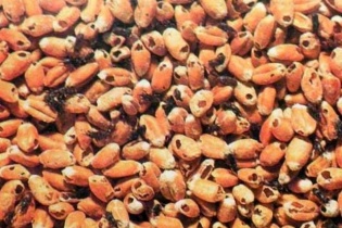 Tạm ngừng nhập khẩu lạc, hạt muồng, hạt ca cao và hạt đậu cô ve từ Indonesia