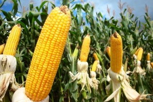 Bộ trưởng Nguyễn Xuân Cường gợi ý Tập đoàn Monsanto đầu tư các giải pháp mới cho nông nghiệp Việt Nam
