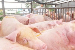 Thịt lợn rớt giá thảm, doanh nghiệp Việt lại nhập từ Anh, Hà Lan về để xuất sang Trung Quốc