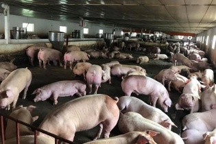 Việt Nam tạm dừng nhập khẩu thịt lợn Hungary và Ba Lan vì lo dịch tả