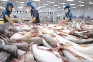 Ngấm đòn thuế, vua cá tra lỗ nặng