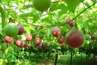 Nafoods muốn bán rẻ cổ phiếu cho cổ đông ngoại