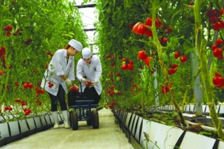 Muốn cho nông dân vay, ngân hàng cũng vướng