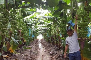 Thagrico tham vọng đưa HAGL Agrico hoạt động hiệu quả, ổn định trở lại