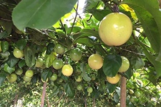 Nafoods (NAF): Lãi ròng quý 3/2021 tăng 52%; đề xuất được hỗ trợ vì "công bằng"