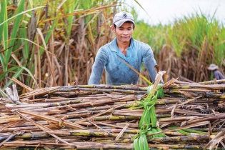 Mía đường tăng giá, hàng loạt cổ phiếu SBT, LSS, QNS… tăng điểm