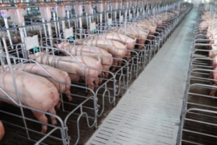 Dabaco hoàn thành kế hoạch lợi nhuận năm 2021, chuẩn bị chia cổ phiếu thưởng 1:1