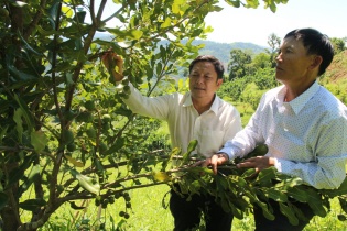 Đồi mắc ca trù phú mở hướng làm giàu ở miền tây Quảng Ngãi