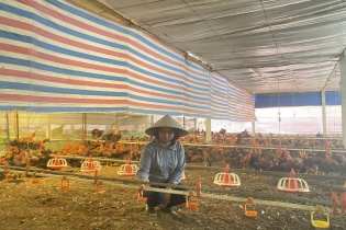 Nông dân kiếm tiền tỷ nhờ ngân hàng mạnh dạn cho vay