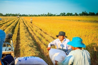 Khuyến khích ngân hàng cho vay lúa gạo tín chấp trên cơ sở quản lý dòng tiền