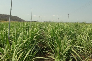 Thành Thành Công - Biên Hòa tiêu thụ gần 700.000 tấn đường trong 9 tháng