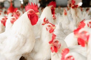 Đức phát hiện ổ cúm gia cầm H7N5 gần biên giới Hà Lan