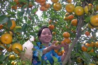 Xúc tiến nông sản vùng ĐBSCL tại nước ngoài, quảng bá sản phẩm trên môi trường số