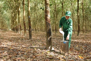 Cao su Hòa Bình muốn làm Cụm công nghiệp Phước Tân, tổng vốn hơn 460 tỷ đồng