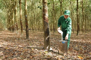 Hụt doanh thu tài chính, lợi nhuận quý II/2024 Cao su Phước Hòa giảm 77%