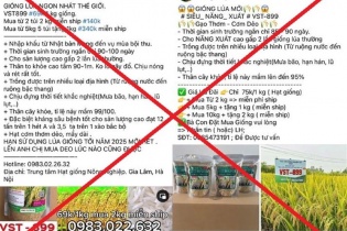 Khởi tố 7 đối tượng lừa bán giống lúa giả cho nông dân