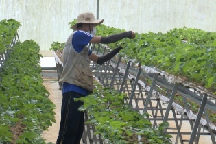 Kon Tum sẽ có 12 vùng nông nghiệp ứng dụng công nghệ cao