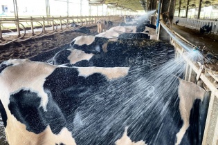 Phú Yên có thêm một dự án chăn nuôi bò công nghệ cao