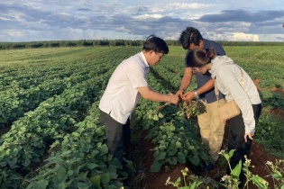 4 dự án đang gặp vướng mắc liên quan đến diện tích đất trồng cây cao su