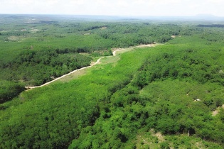 Gia Lai xin cơ chế đặc thù trong chuyển đổi diện tích trồng cao su kém hiệu quả