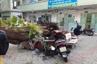 Thông tin chính thức về vụ cây đổ đè vào học sinh tại Trường cấp 2 Bạch Đằng, quận 3, TP.HCM