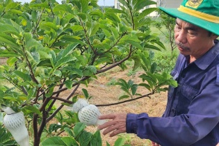 Saigon Co.op đưa đặc sản Tây Ninh đến tay người tiêu dùng
