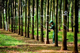 Cao su Tây Ninh báo lãi quý II tăng 172%, hoàn thành 60% kế hoạch năm