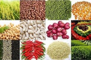 Thêm một dự án chế biến nông sản tại Bình Định