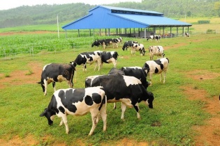 Vinamilk muốn đầu tư dự án chăn nuôi bò trên 1.200 tỷ đồng tại huyện miền núi Hương Khê