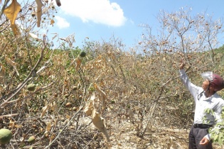 Nghệ An: Hạn hán khốc liệt, hoa màu chết cháy