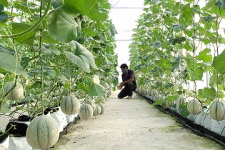 Doanh nghiệp Đà Nẵng và Hà Lan kết nối nông nghiệp công nghệ cao