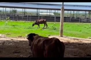 Bình Thuận: Thu hồi dự án chăn nuôi bò sữa gần 3.000 tỷ đồng