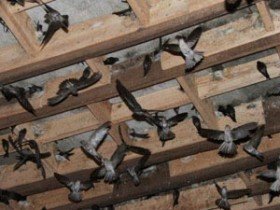 Đàn chim yến hàng nghìn con chết vì cúm H5N1