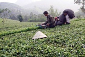 Loại bỏ thuốc trừ sâu để cứu ngành chè xuất khẩu