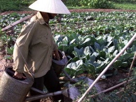 Kỳ vọng mô hình PPP ngành nông nghiệp