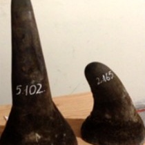 Bắt giữ 10kg sừng tê giác trị giá hàng chục tỷ đồng