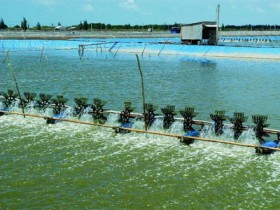 Kiên Giang quy hoạch 21.850 ha đất nuôi tôm