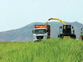 Ngát xanh đồng cỏ châu Âu giữa lòng xứ Nghệ