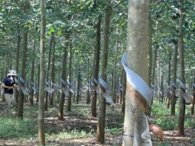 HAG dồn lực đầu tư vào trồng cao su